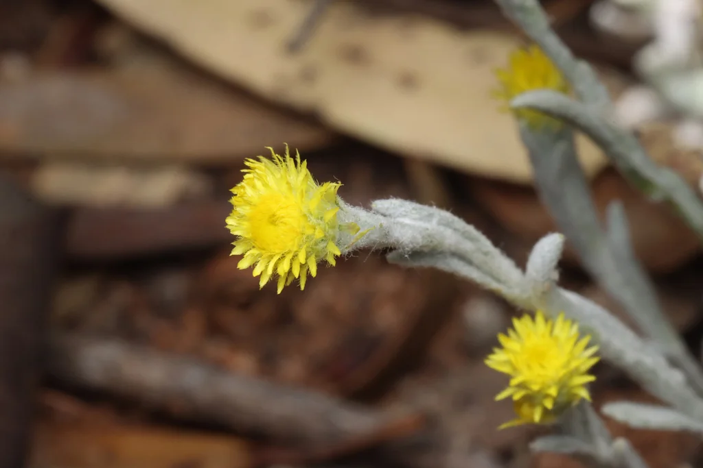 Chrysocephalum apiculatum
