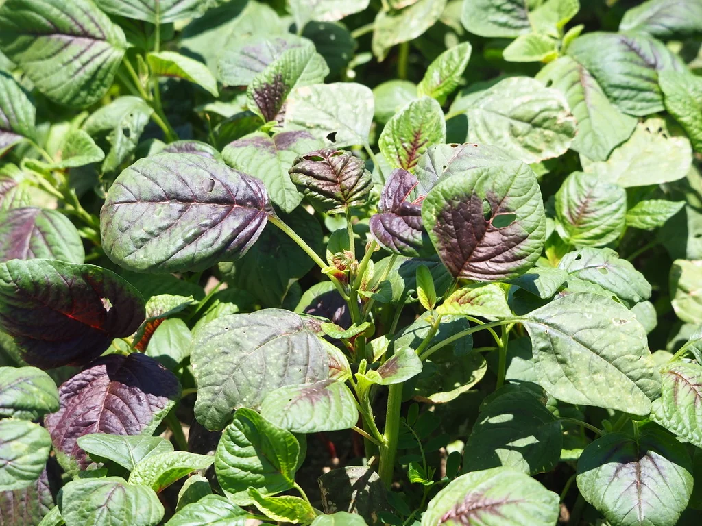 Amaranthus Tricolor