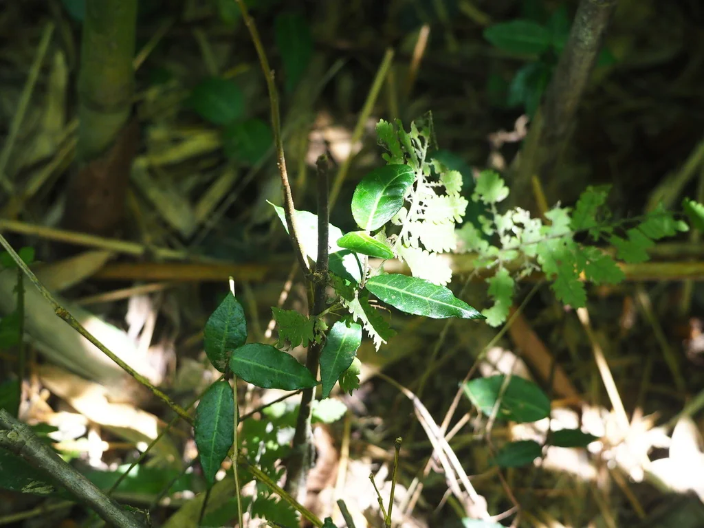 Trachelospermum Asiaticum
