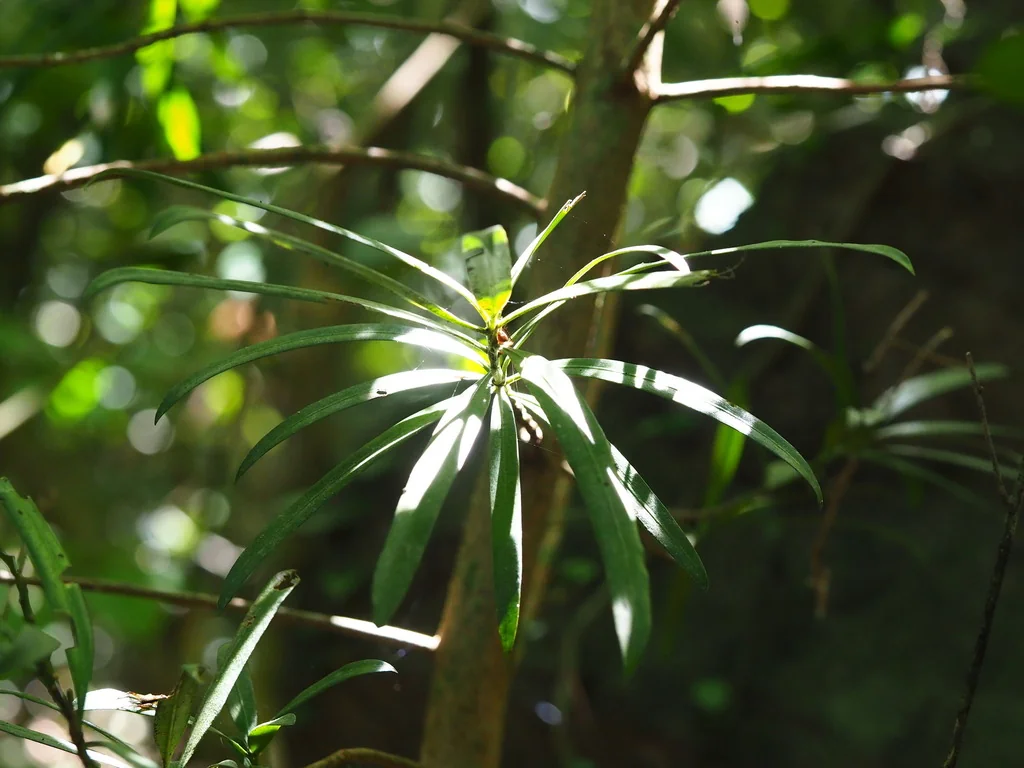Podocarpus Macrophyllus