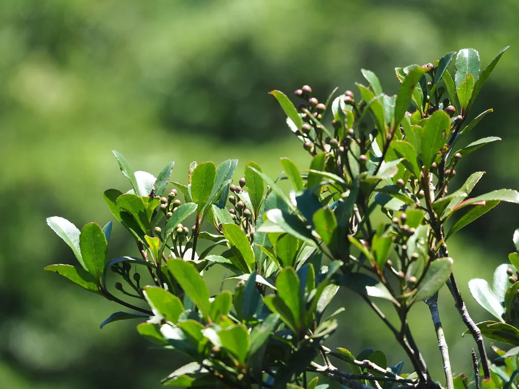 Rhaphiolepis Indica