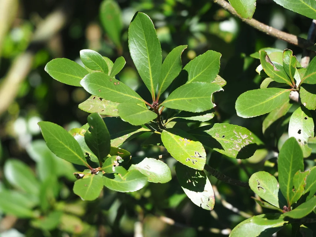 Rhaphiolepis Indica