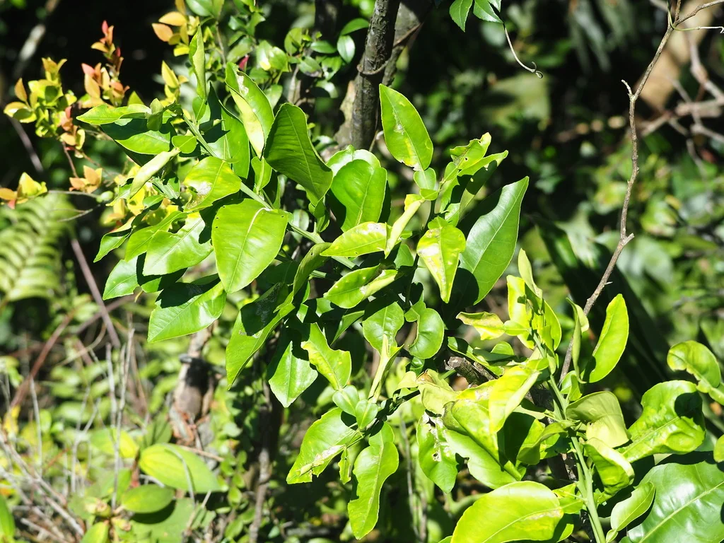 Citrus Maxima
