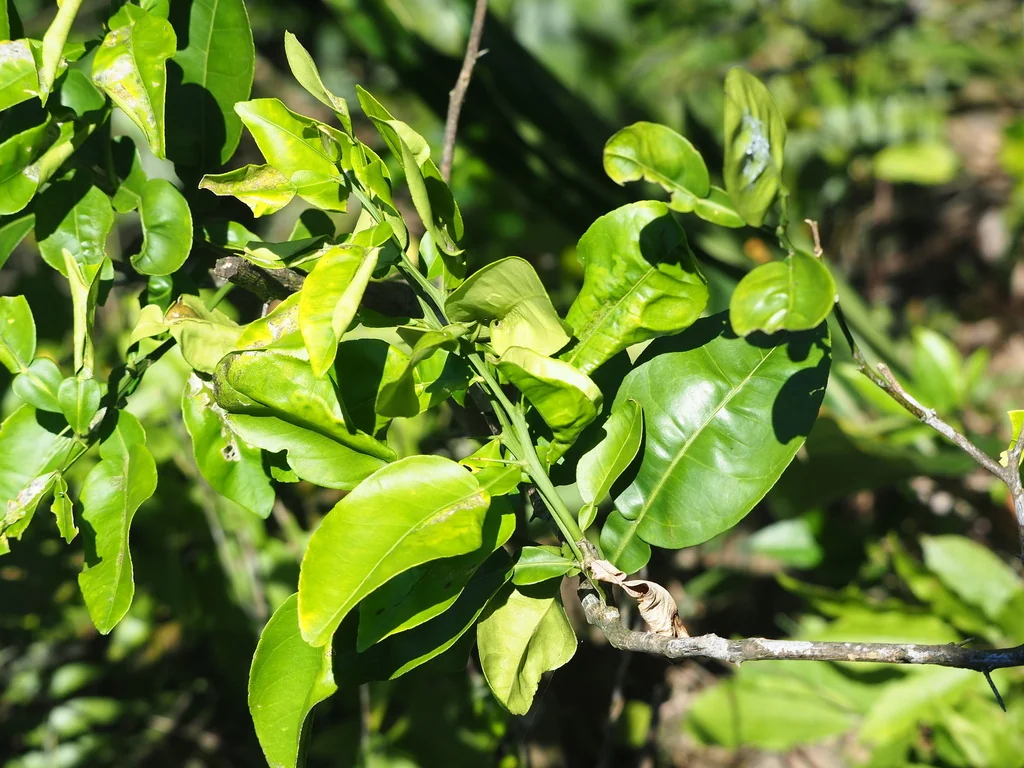Citrus Maxima