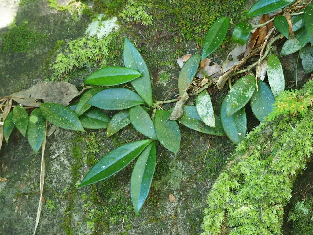 Hoya carnosa