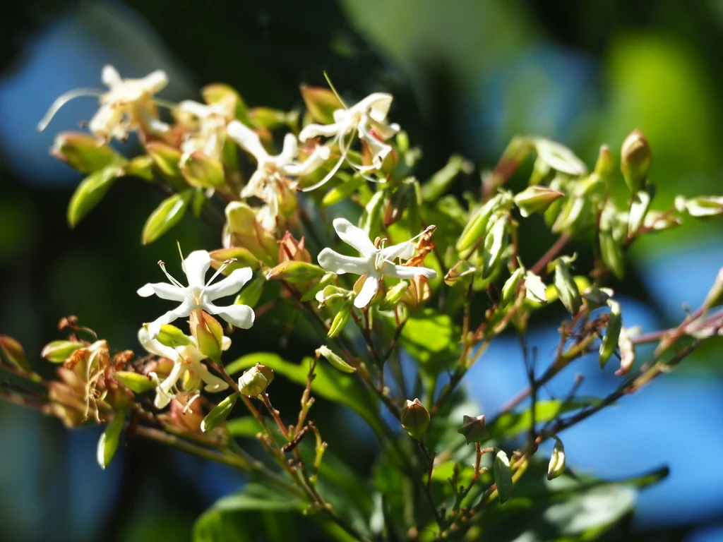 Clerodendrum Trichotomum