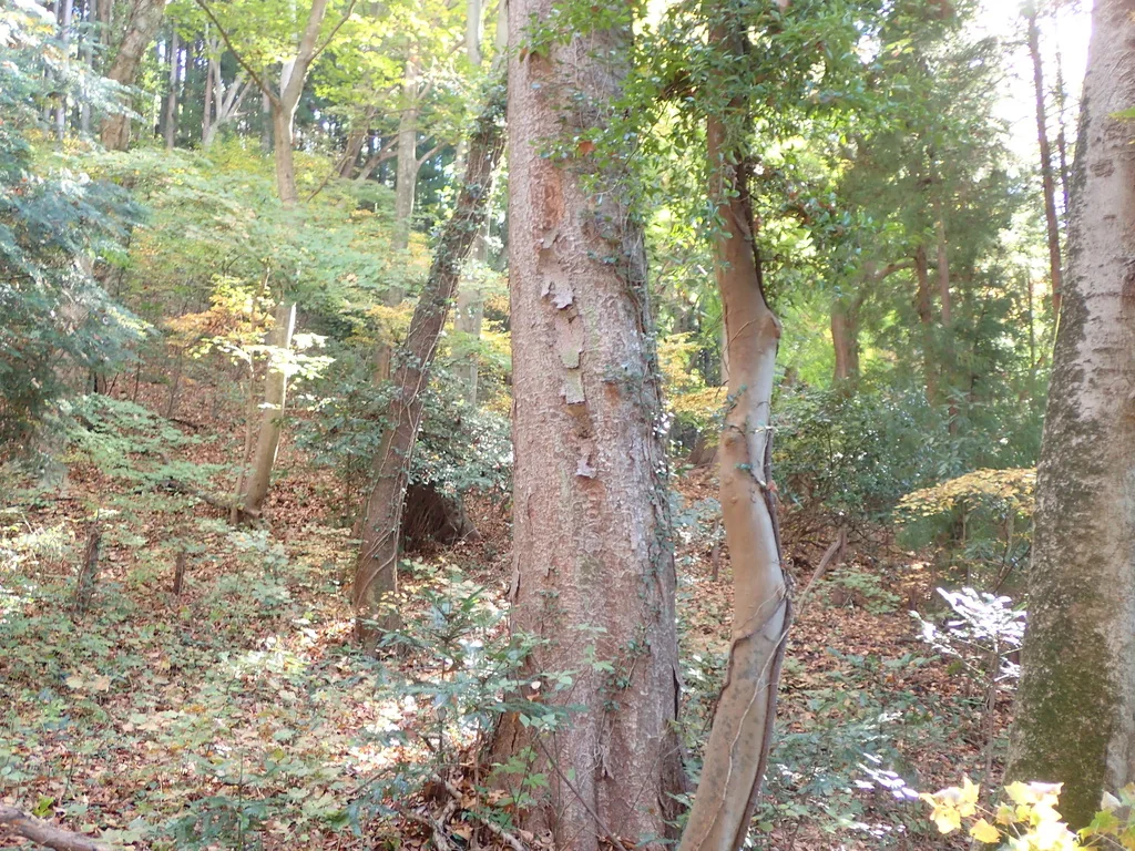 Zelkova Serrata