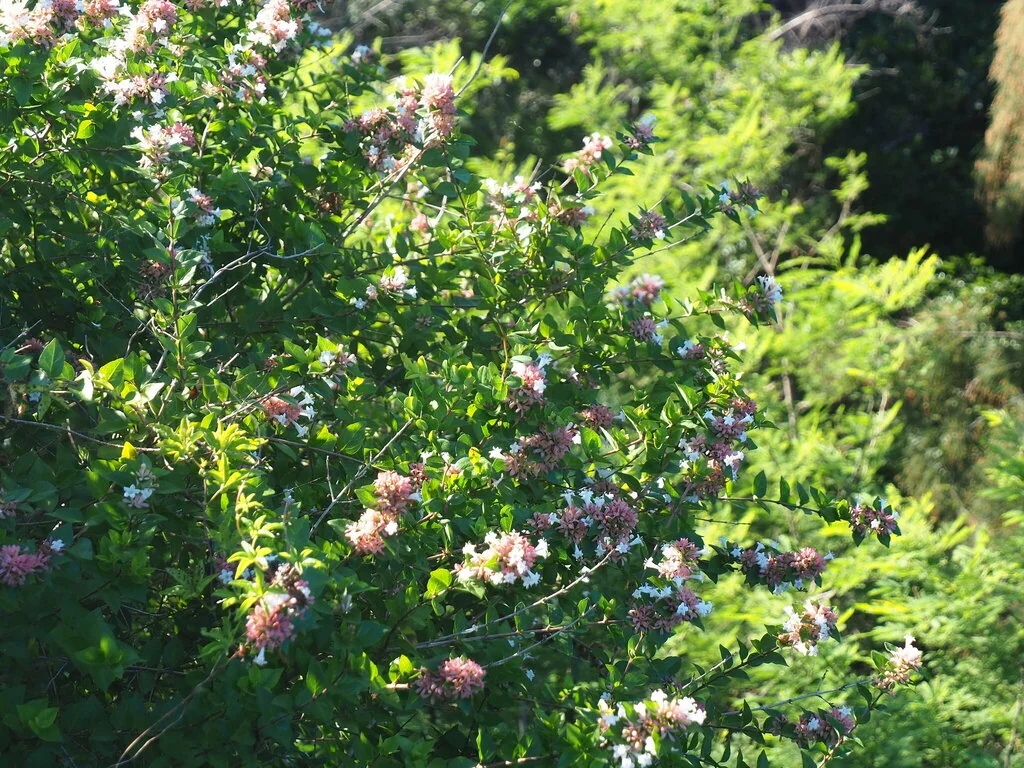 Abelia Chinensis