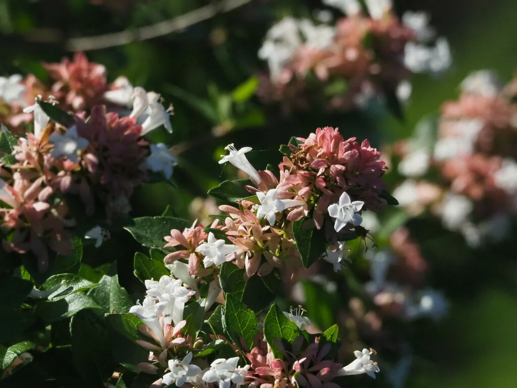 Abelia Chinensis