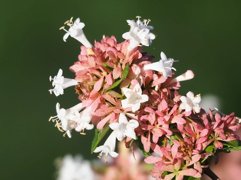 Abelia Chinensis