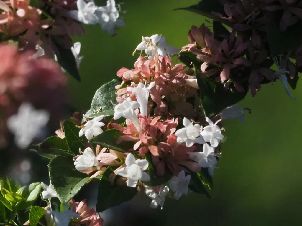Abelia Chinensis