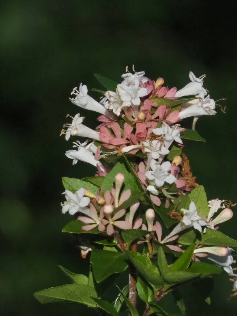 Abelia Chinensis