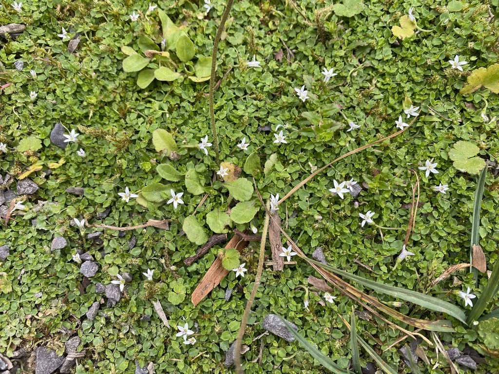 Pratia Pedunculata