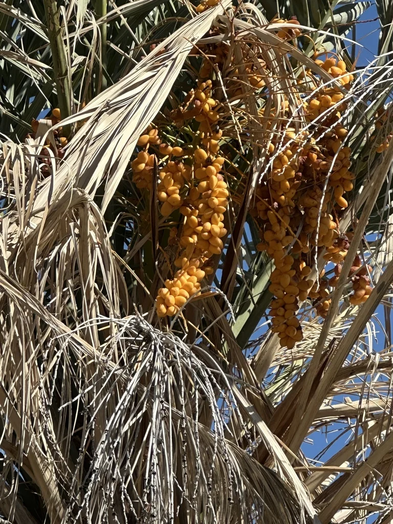 Phoenix Dactylifera