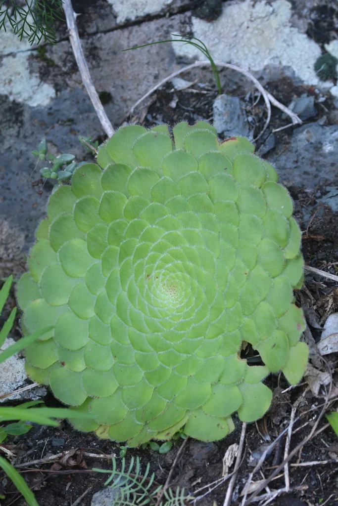 Aeonium Tabuliforme