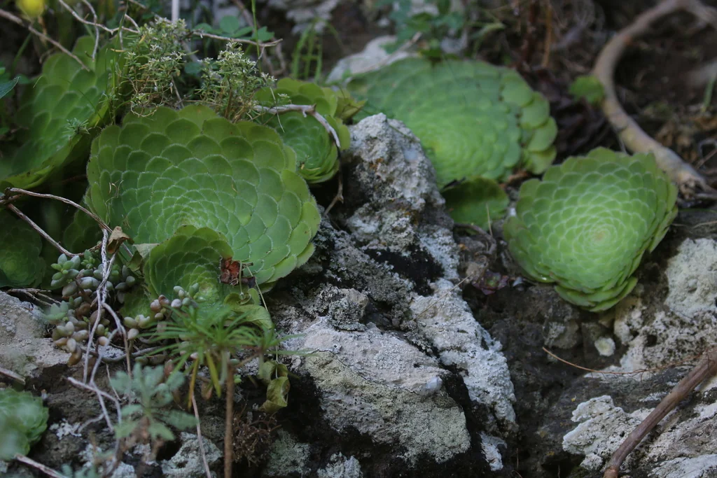 Aeonium Tabuliforme