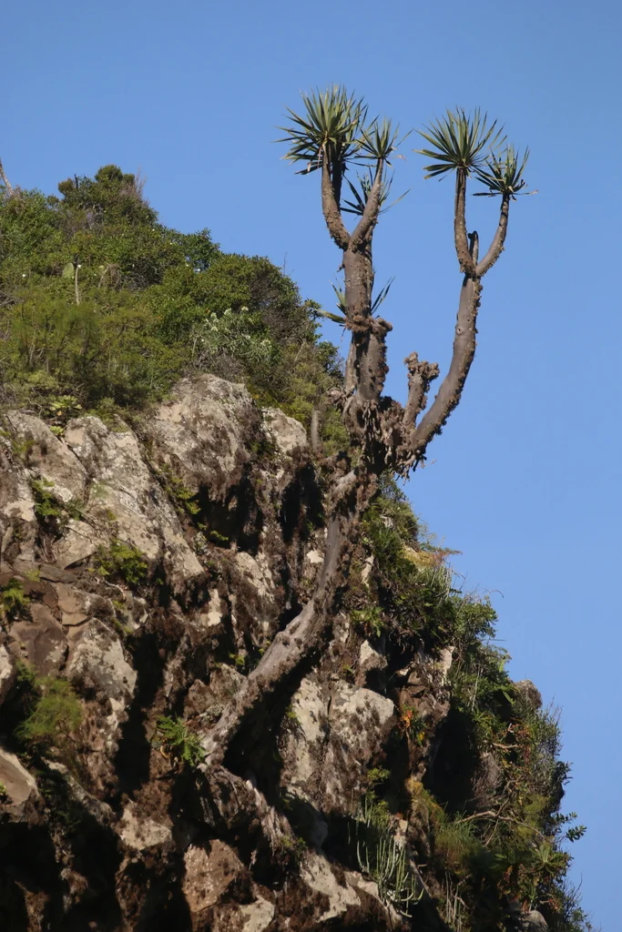 Dracaena Draco