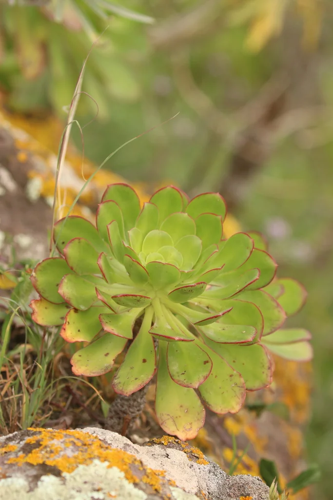 Aeonium Urbicum