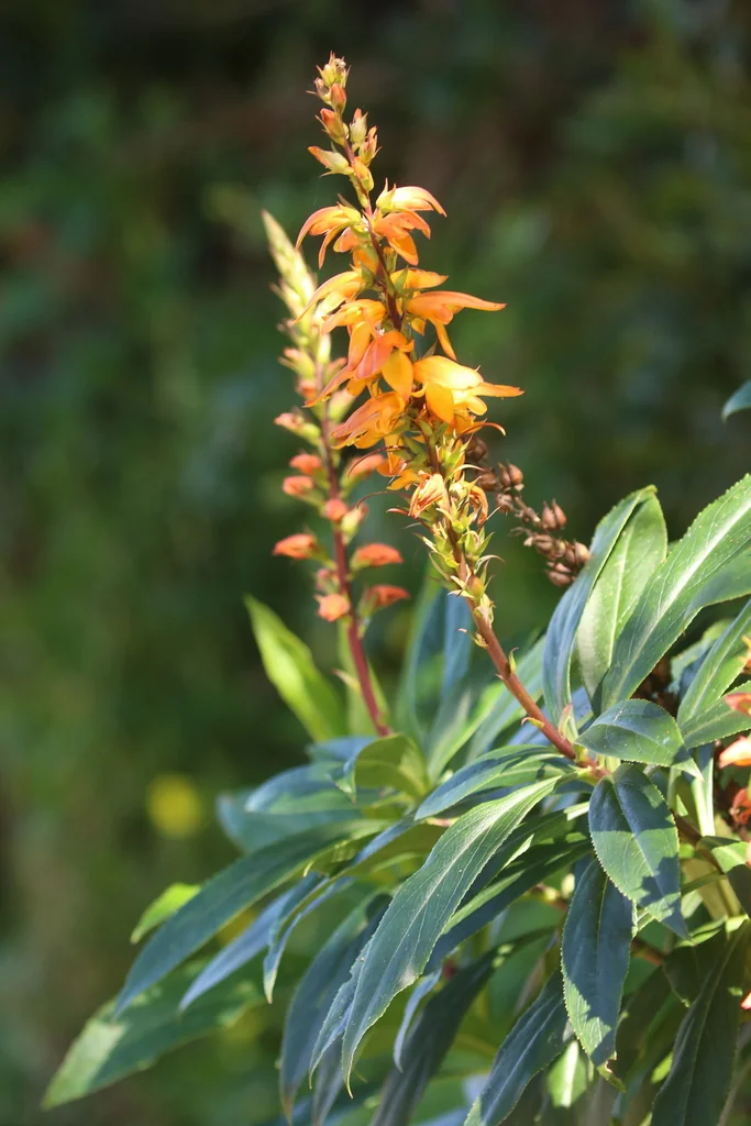 Isoplexis Canariensis