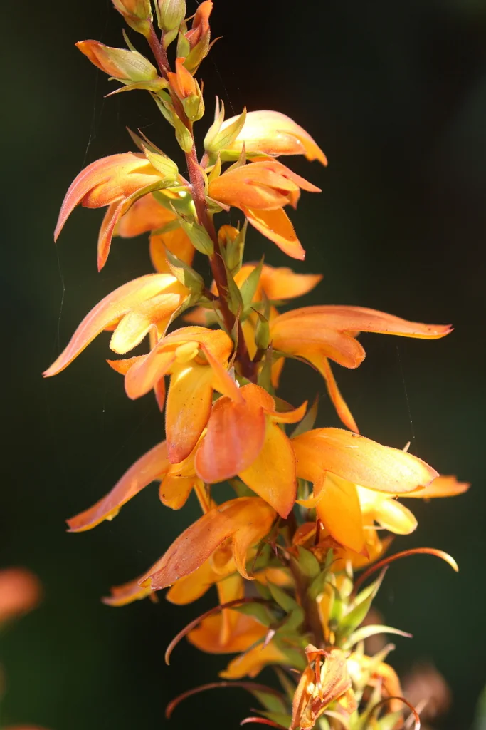 Isoplexis Canariensis