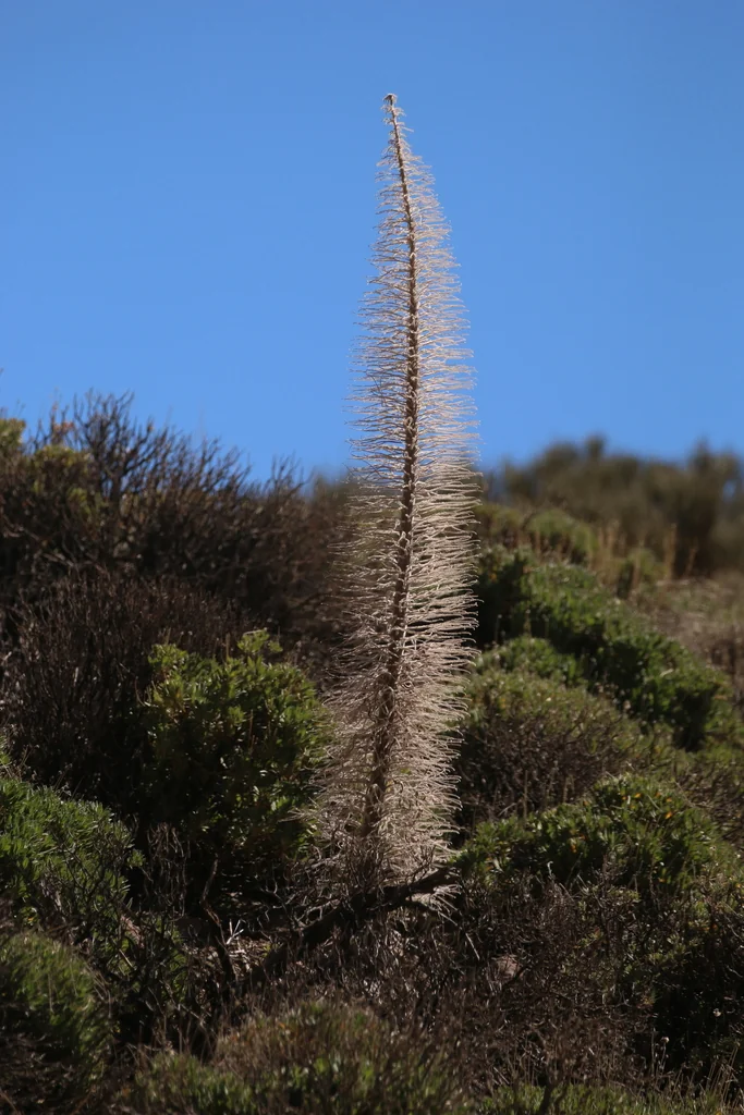 Echium Wildpretii