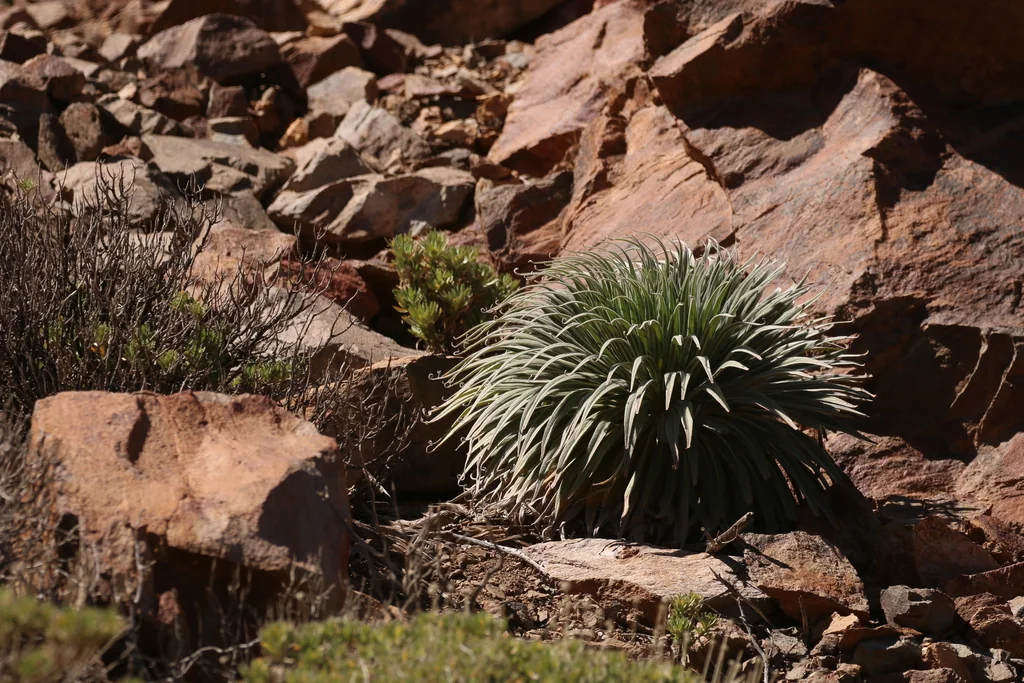 Echium Wildpretii