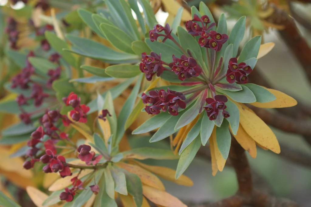 Euphorbia Atropurpurea