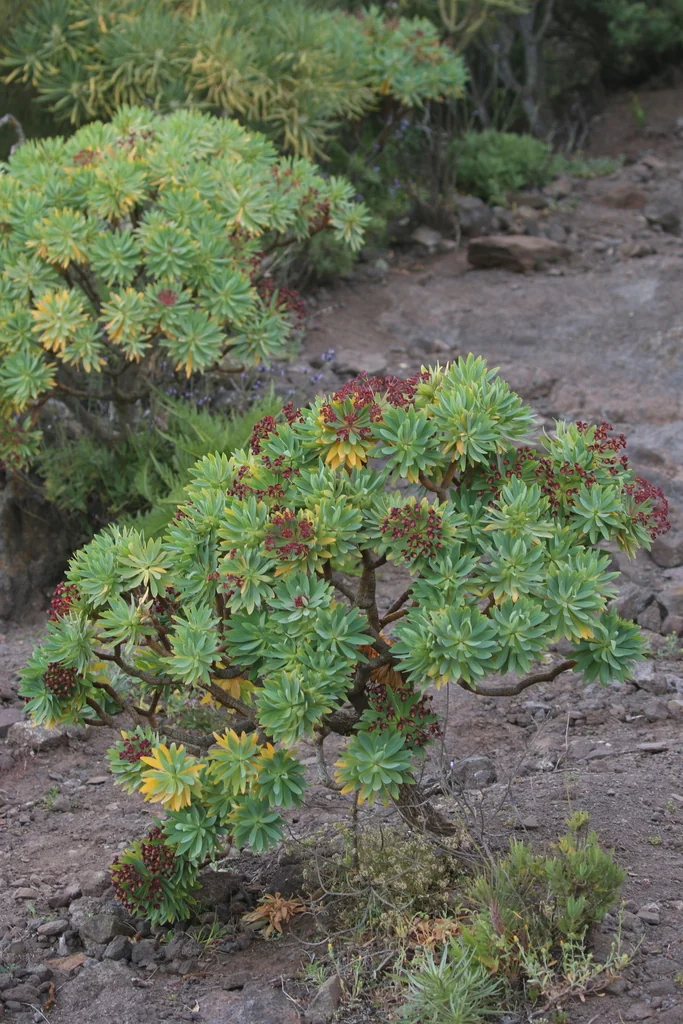 Euphorbia Atropurpurea