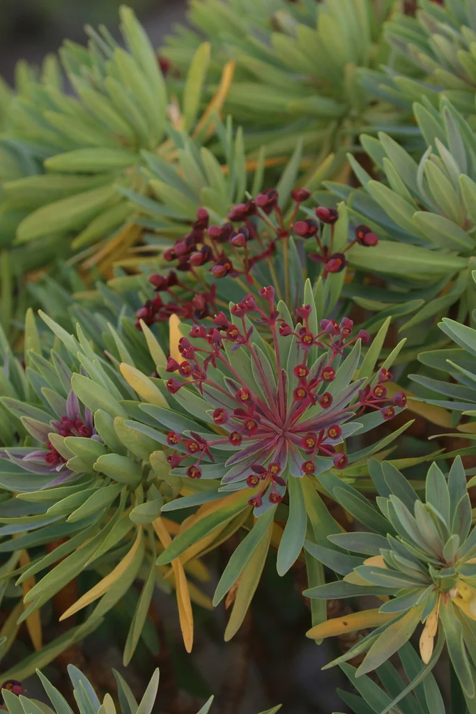Euphorbia Atropurpurea