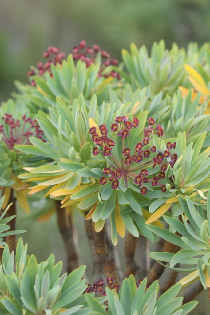 Euphorbia Atropurpurea