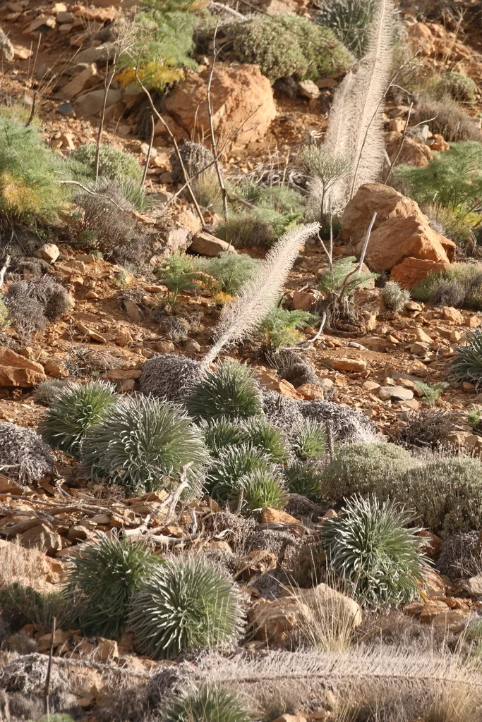 Echium Wildpretii