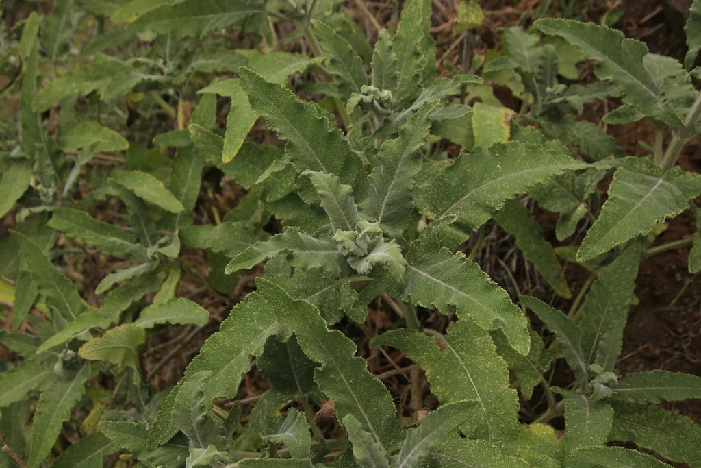 Salvia Canariensis