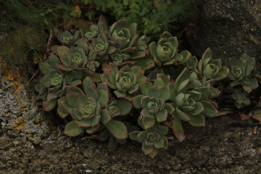 Aeonium Haworthii