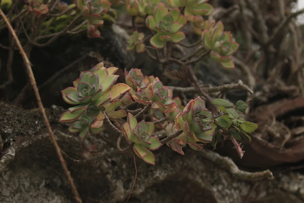 Aeonium Haworthii