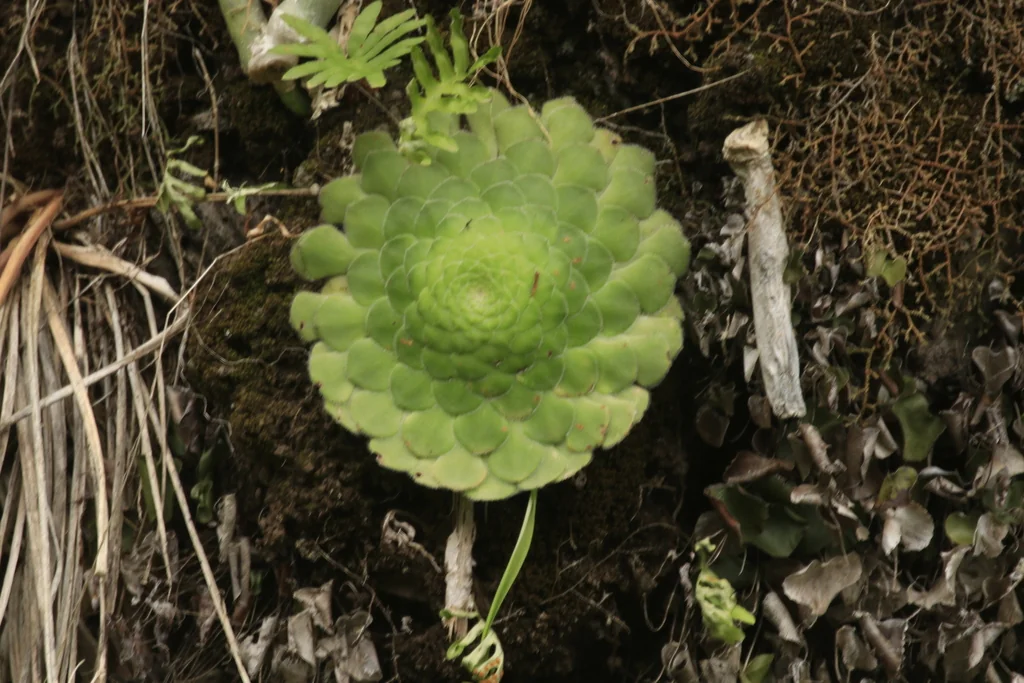 Aeonium Tabuliforme