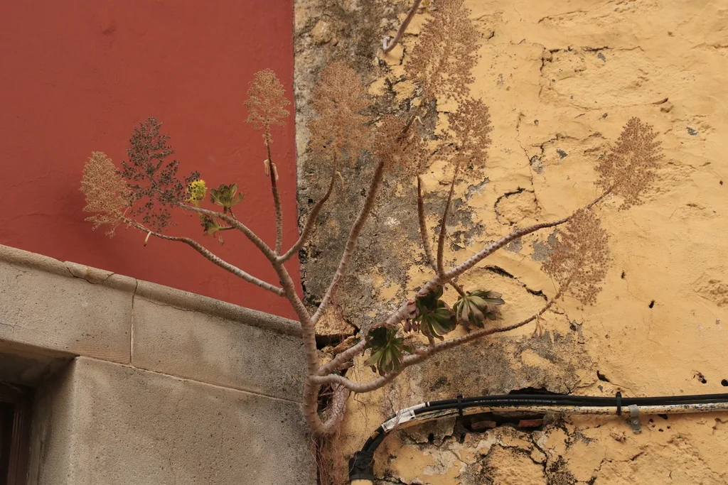 Aeonium Arboreum