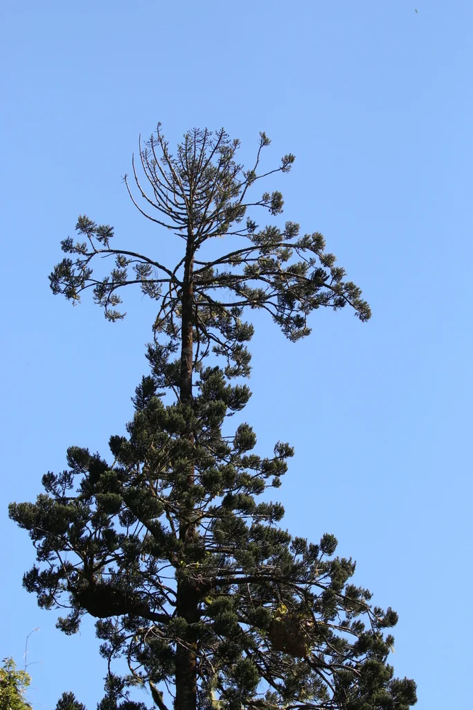 Araucaria Cunninghamii