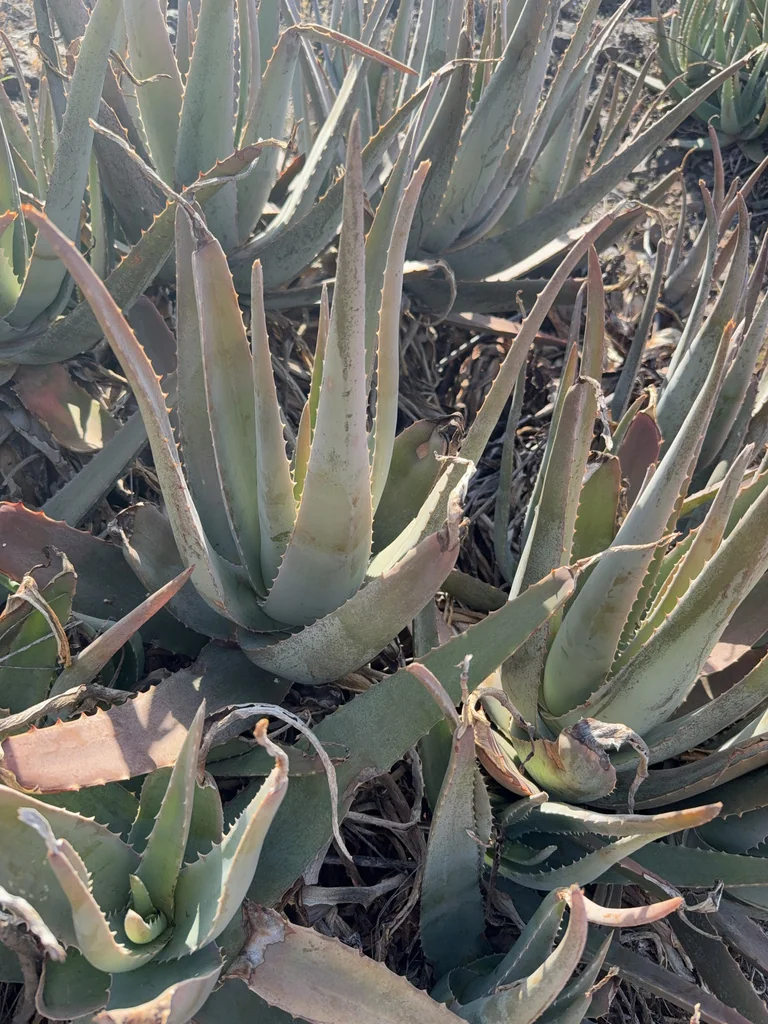 Aloe Vera