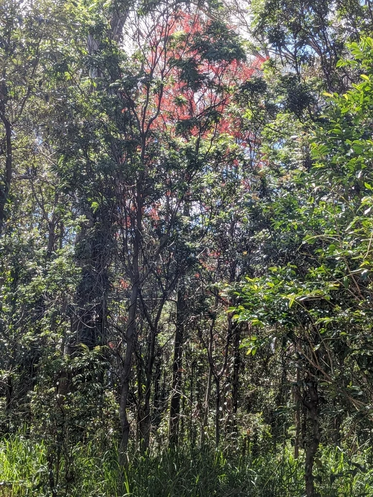Brachychiton Acerifolius
