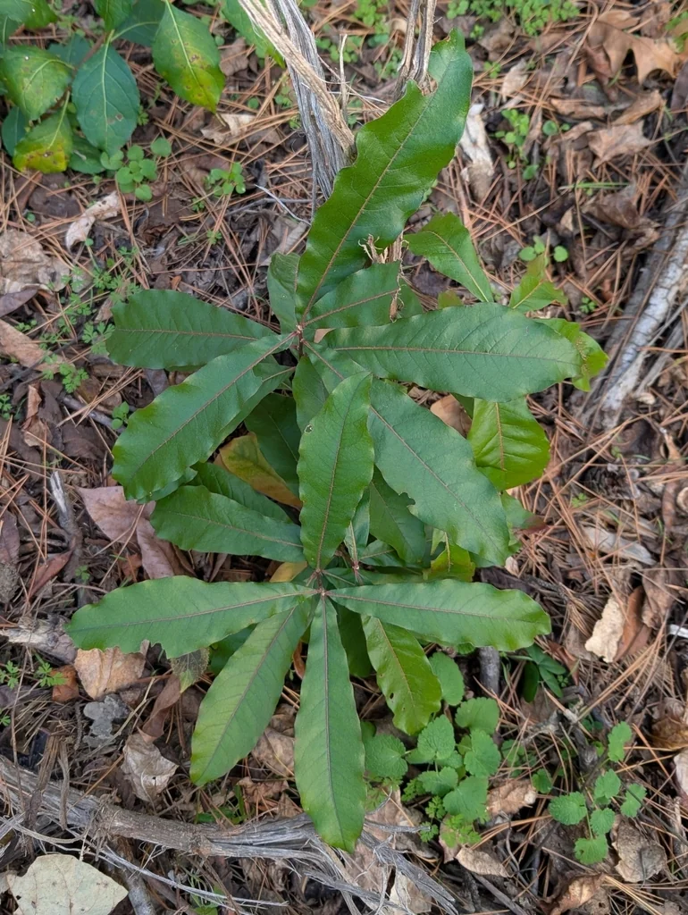 Quercus Imbricaria