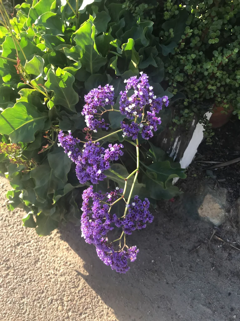 Limonium Perezii