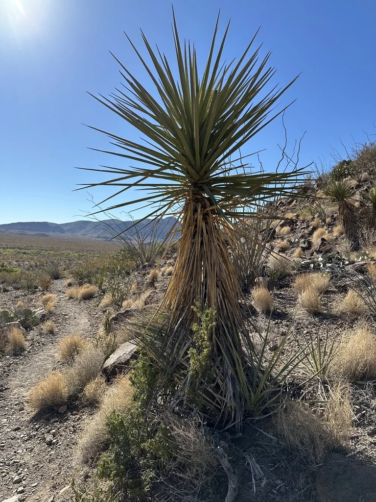 Yucca Torreyi
