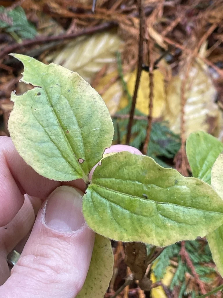 Heptacodium miconioides