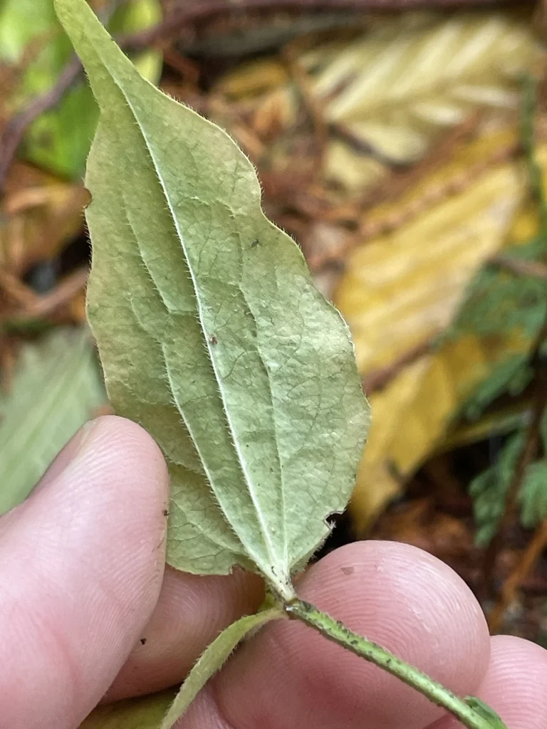 Heptacodium miconioides
