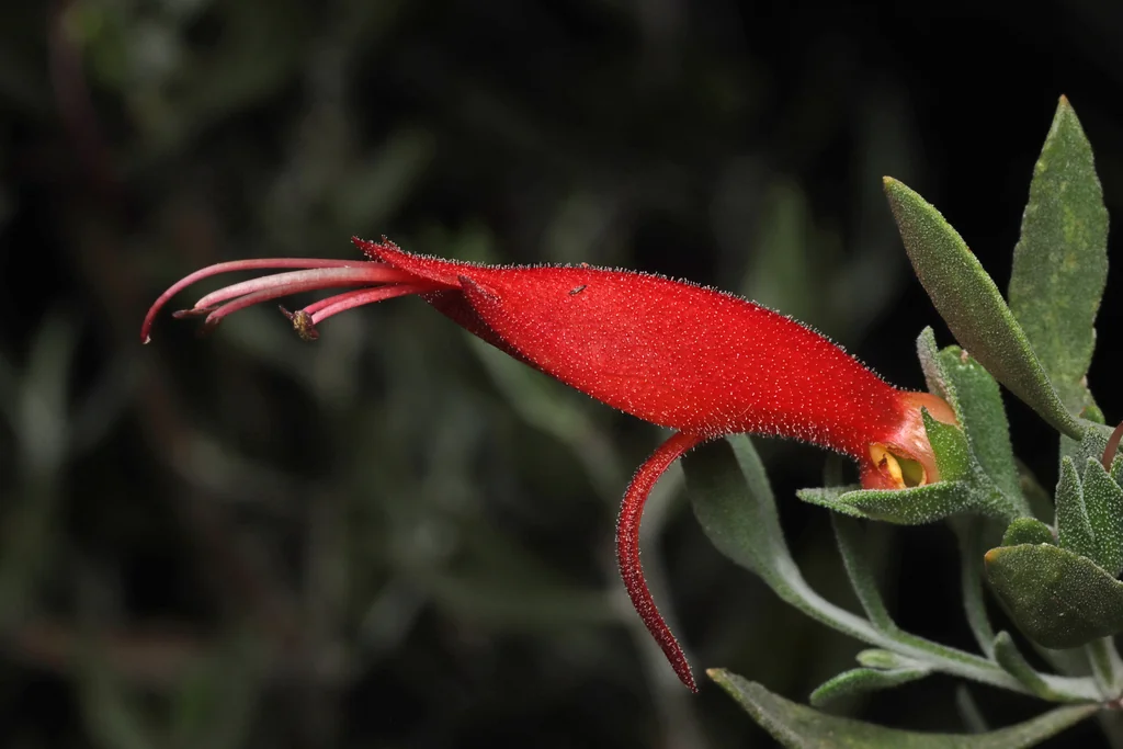 Eremophila Glabra