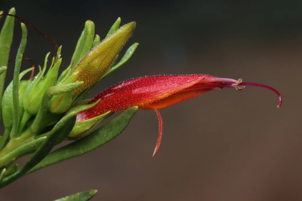 Eremophila Glabra