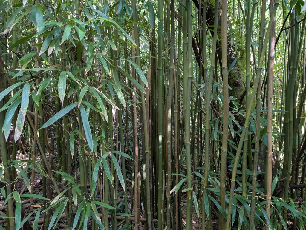 Phyllostachys Nigra