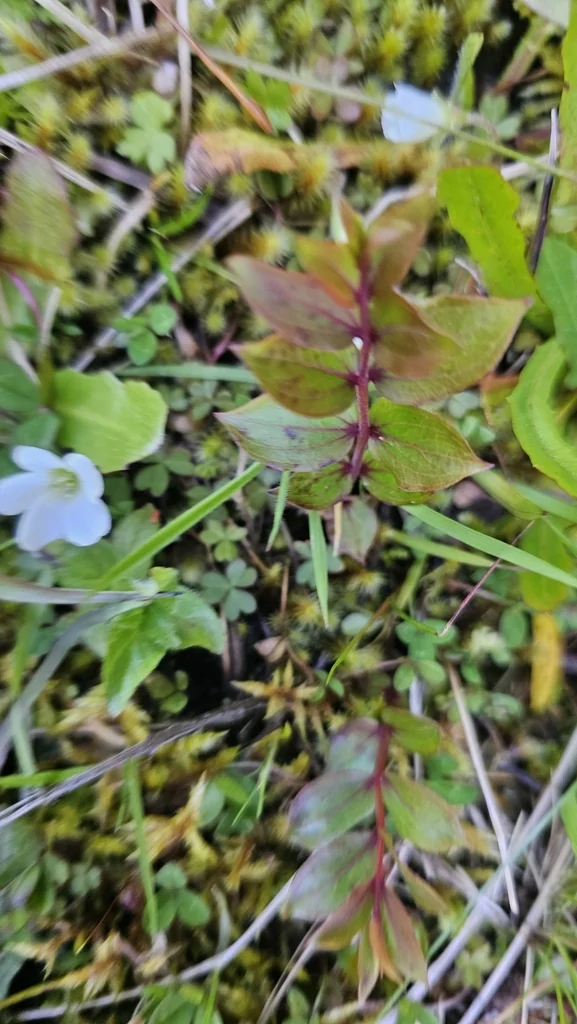 Oxalis Magellanica
