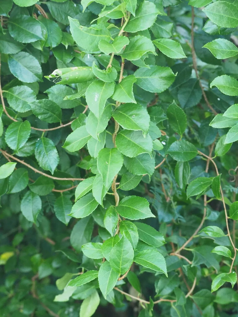 Xylosma Congestum