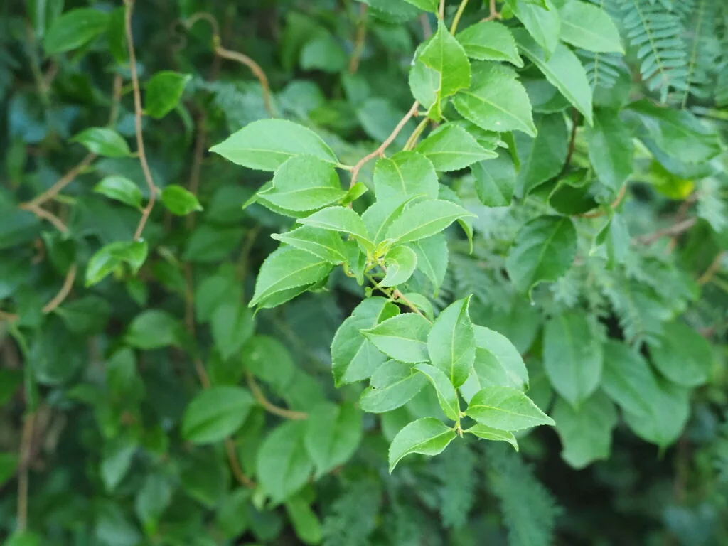 Xylosma Congestum